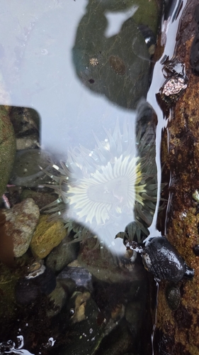 iNaturalist observation photo of Sunburst Anemone