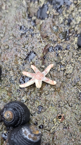 iNaturalist observation photo of Sea Stars