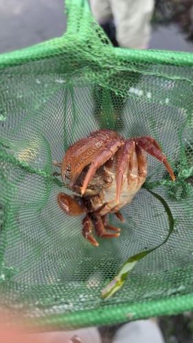 iNaturalist observation photo of Rock Crabs