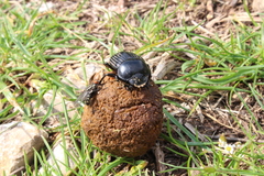 Scarabaeus laticollis