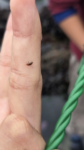 iNaturalist observation photo of Amphipods
