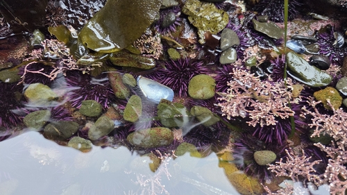 iNaturalist observation photo of Pacific Purple Sea Urchin