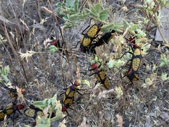 Tegrodera aloga