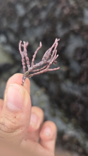 iNaturalist observation photo of coralline algae