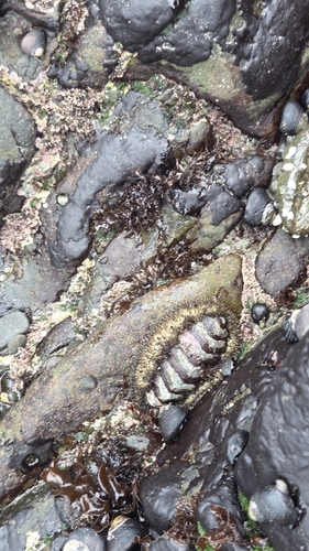 iNaturalist observation photo of Mossy Chiton