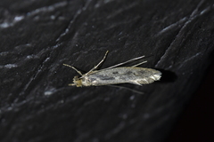 Tinea pallescentella