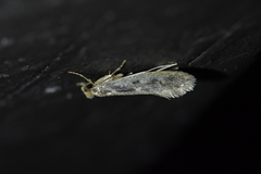 Tinea pallescentella