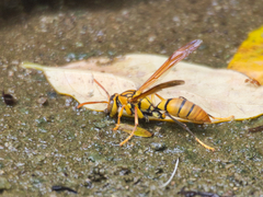 Polistes diabolicus
