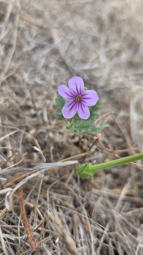 iNaturalist observation photo of Mediterranean Stork's-bill