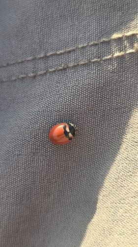 iNaturalist observation photo of Pacific Three-banded Lady Beetle