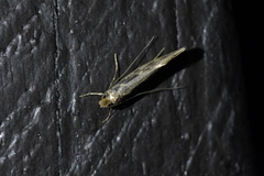 Tinea pallescentella