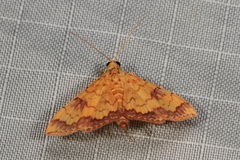Isocentris filalis