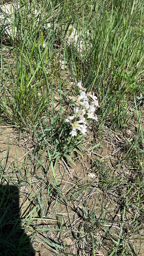 White-flower Beardtongue
