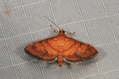 Orphanostigma abruptalis