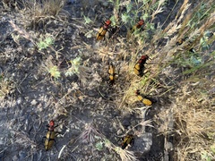 Tegrodera aloga