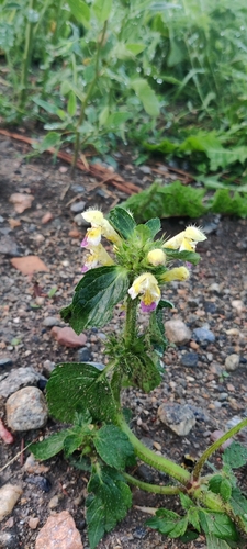 Large-flowered Hemp-nettle