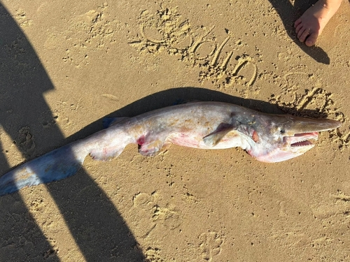 Goblin shark (Mitsukurina owstoni) — Mitsukurinidae — 2