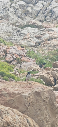 Seebohm's Wheatear