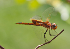 Tramea stenoloba