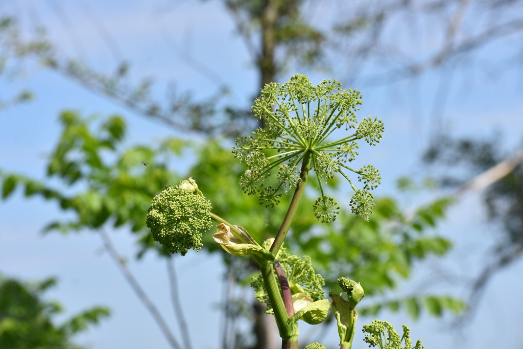 Angelica atropurpurea; photograph author not stated, no rights reserved