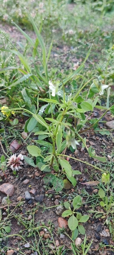 European field pansy