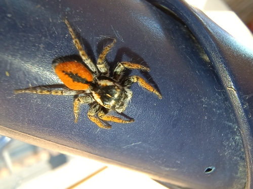 Red-bellied Jumping Spider