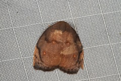 Hemonia micrommata