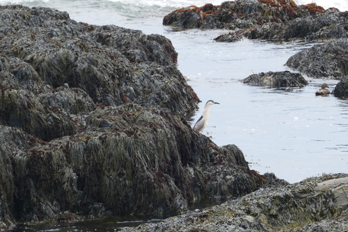 Black-crowned Night Heron photographed in Maine