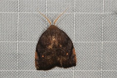 Hemonia micrommata