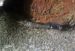 Rhynchocinetes serratus