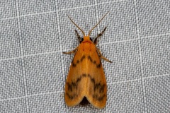 Symmetrodes sciocosma