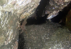 Rhynchocinetes serratus