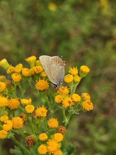Ilex Hairstreak