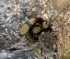 Tegrodera aloga