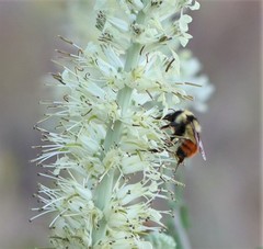 Bombus centralis