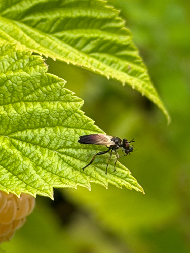 Eudioctria sackeni
