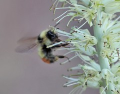 Bombus centralis