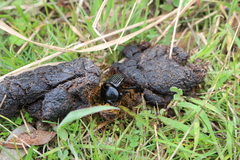 Scarabaeus laticollis