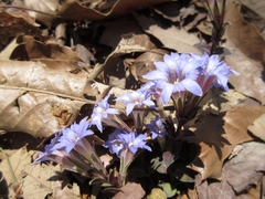 Gentiana zollingeri