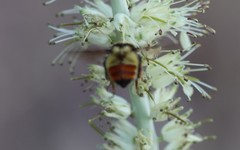 Bombus centralis