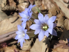 Gentiana zollingeri
