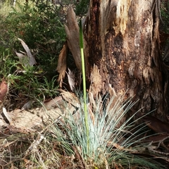 Xanthorrhoea quadrangulata