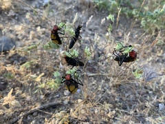 Tegrodera aloga