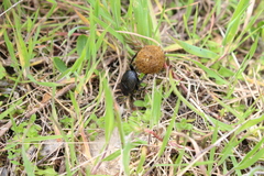 Scarabaeus laticollis