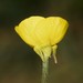 Bulbous Buttercup - Photo (c) Rolf Theodor Borlinghaus, some rights reserved (CC BY-NC), uploaded by Rolf Theodor Borlinghaus