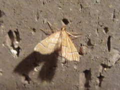 Musotima ochropteralis
