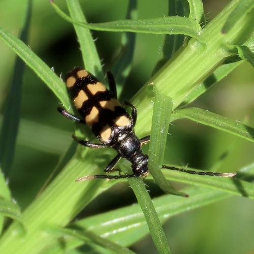 four-banded longhorn beetle
