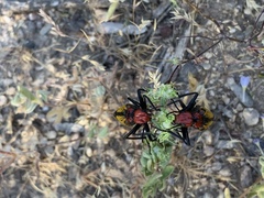 Tegrodera aloga