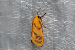 Symmetrodes sciocosma