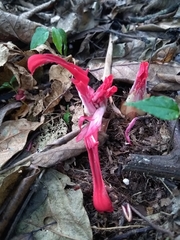 Etlingera
